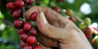 Chiapas, uno de los principales productores de café en el país