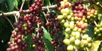 Maracatú nueva variedad de café creada en Chiapas