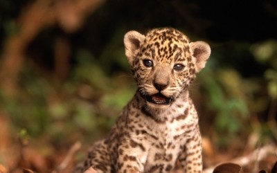 Nace un nuevo habitante en el ZooMAT, un Jaguar