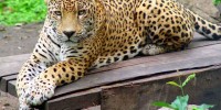 Importancia del Jaguar en Chiapas