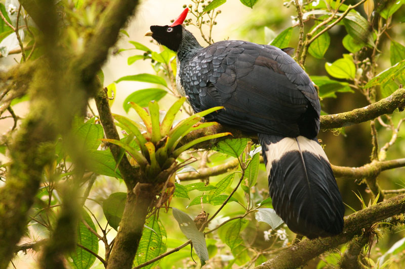 El pavón, ave emblématica de Chiapas | Todo Chiapas