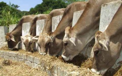 Chiapas ocupa el tercer lugar a nivel nacional de producción de ganado