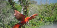 Liberan guacamayas rojas en Ecoparque Aluxes de Palenque
