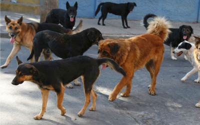 Atentar contra perros es ilógico: Ayuntamiento de Tuxtla