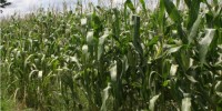 Logran acuerdo en el precio del maíz
