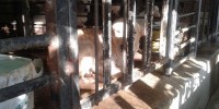 Denuncian acciones inhumanas contra animales en Universidad Salazar