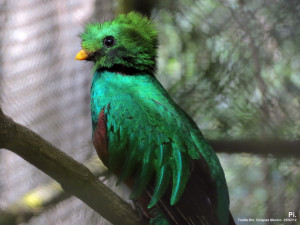 247 quetzal zoomat