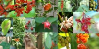 La biodiversidad de Chiapas