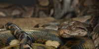 Lluvias provocan presencia de serpientes en casas de Chiapas