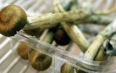 40 kilos de hongos venenosos son decomisados en San Cristóbal