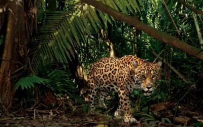 Lancandona Indomable, una aventura por el corazón de Chiapas