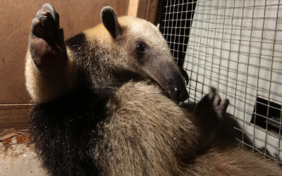 Rescatan cría de oso hormiguero en Chiapas