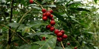 Starbucks dona 180 mil plantas de café a productores de Chiapas