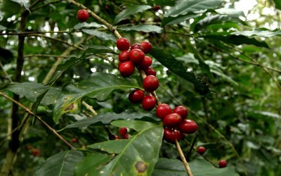 Starbucks dona 180 mil plantas de café a productores de Chiapas