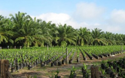 Desplaza la palma de aceite producción de mango ataulfo en Chiapas