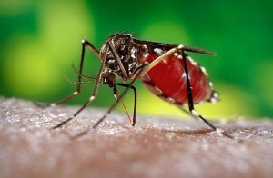 Chiapas, segundo lugar nacional en casos de Chikungunya