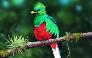 Quetzal en el ZooMAT