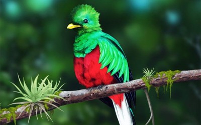 Quetzal en el ZooMAT