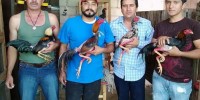 Precandidato del PVEM promueve y participa en peleas de gallos