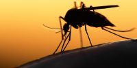 Chiapas de los estados con más casos de Zika