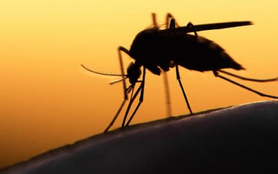 Chiapas de los estados con más casos de Zika