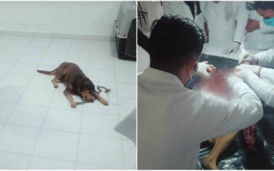 Universidad de Chiapas acusada de secuestrar y matar perros para prácticas