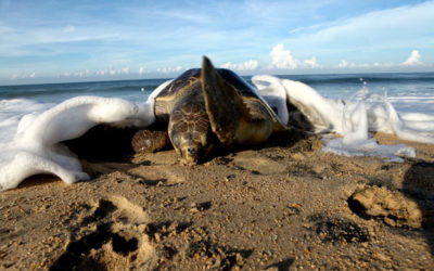 Pobladores protegen nidos de tortugas marinas en Chiapas