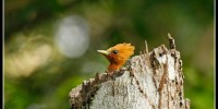 Observación de Aves en la Reserva Huitepec