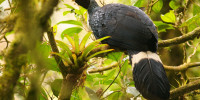 El pavón, ave emblématica de Chiapas