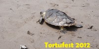 Liberación de tortugas en Puerto Arista