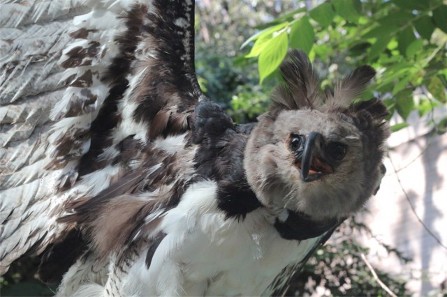 El Águila Arpía, de regreso a Chiapas  | Todo Chiapas