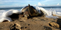 Pobladores protegen nidos de tortugas marinas en Chiapas